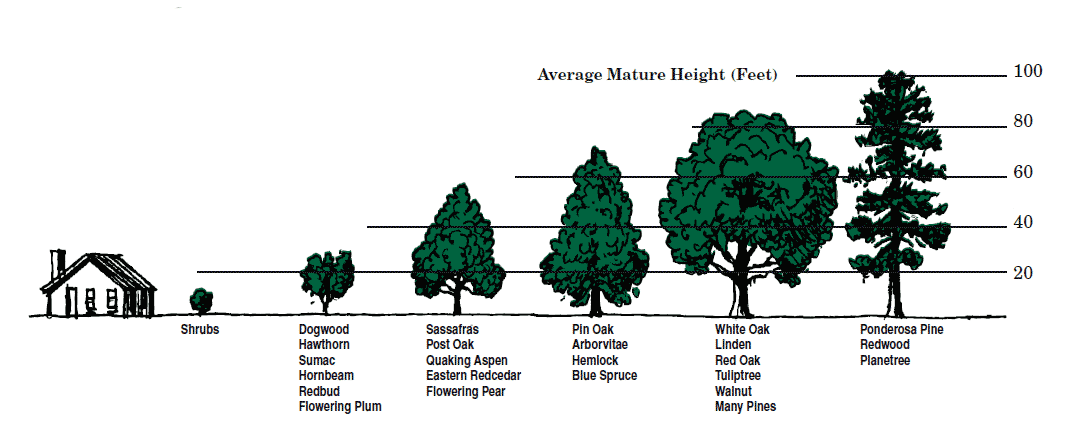 consider-the-following-factors-to-select-the-right-trees-for-your